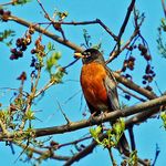 Robin in my Tree