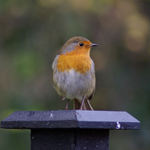 Robin Redbreast