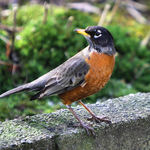 Robin - Welcome Visitor