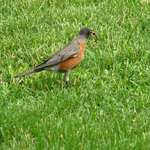 Robin