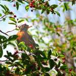 Robin in a Tree