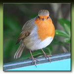 One of the locals