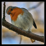 The Quizzical Robin