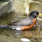 Robin with water droplets/splashes