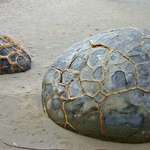 Alien Eggs
