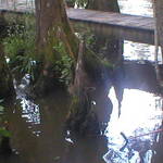 Cypress Knees