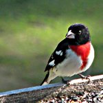 Rose breasted Grosbeak