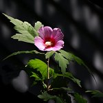 Rose of Sharon