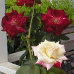 Roses in the Yard