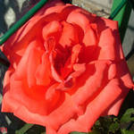 Peach Rose