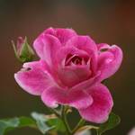 Crimson Rose