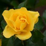 Rose Rich Yellow