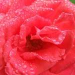 Rain Drops On Roses