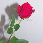 A valentine's rose for Coleen