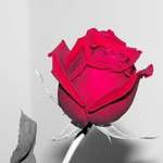 Rose (selective colour)