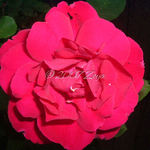 Red Rose