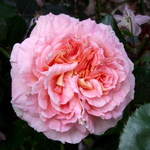 Summer Rose