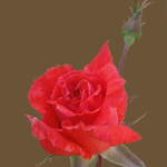 Saved Rose
