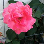 Jan's Rose