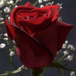 Rose 1