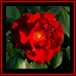 Red Rose