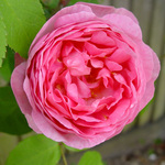 Constance Spry