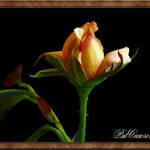 This Bud's For You
