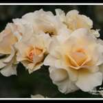 Cream roses
