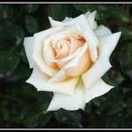 White Rose
