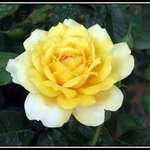 Yellow Rose