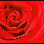 Red Rose