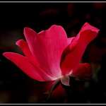 Glowing Rose