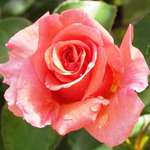 My Best Friend's Rose