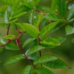 New Rose Foliage