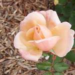 Rose after the First Frost