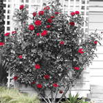 Red Roses