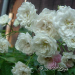 wHITE ROSES