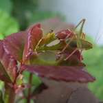 Caught, Eating My Roses