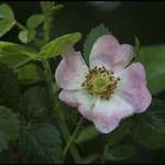 Wild Rose