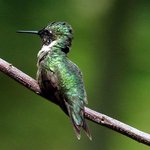 Ruby throated Hummingbird