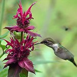Ruby throated Hummingbird