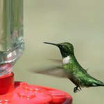 Ruby throated Hummingbird
