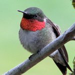 Ruby throated Hummingbird