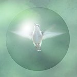 Round,soft,moving,and shiny Ruby throated Hummingbird