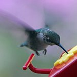 Ruby throated Hummingbird