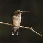Rubythroat Hummingbird, Juvenile Male 