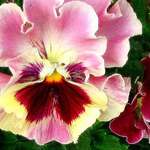 Ruffled Pansy