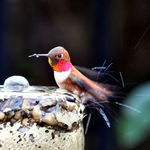 Rufous Hummingbird Male bathing