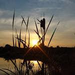 Bullrushes at Holly Farm