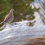 Sage Hen